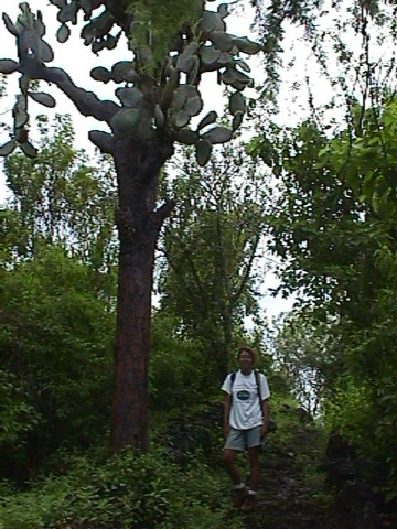 Dorothy and giant cactus tree